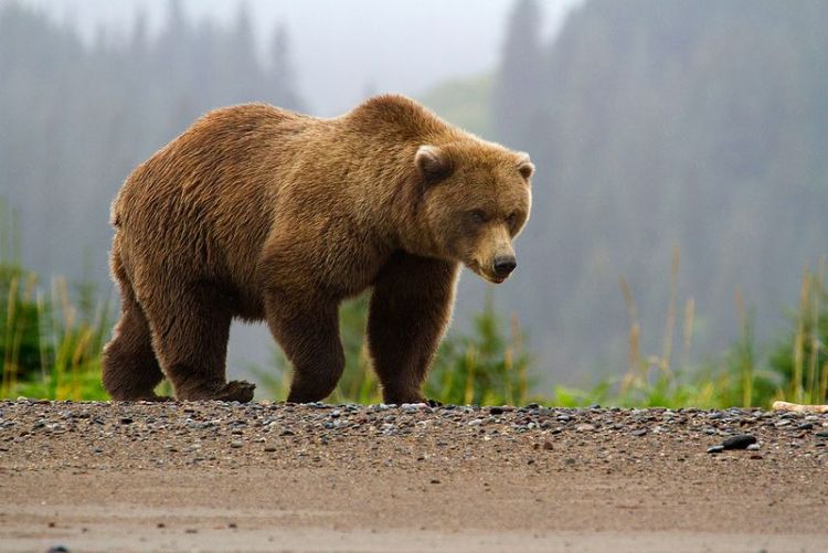 El Oso Pardo