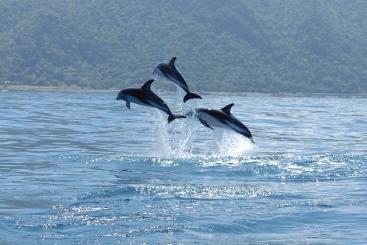 El delfín | Características, alimentación, hábitat, inteligencia