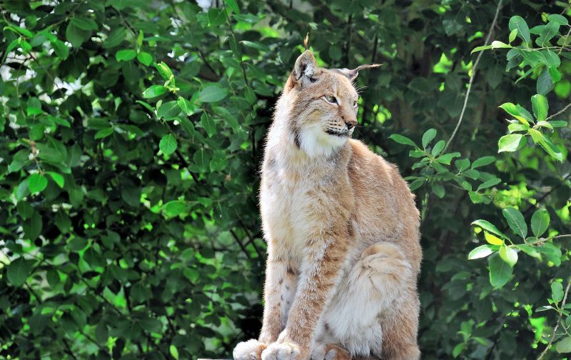 El lince ibérico Características, hábitat, alimentación, peligros, animal