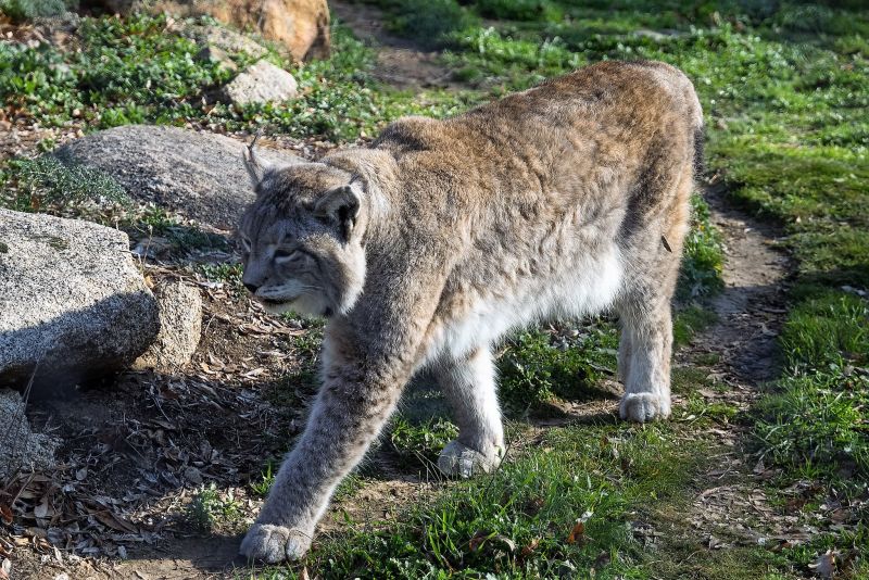 El lince ibérico