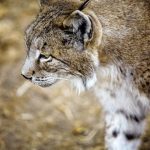 Lince ibérico