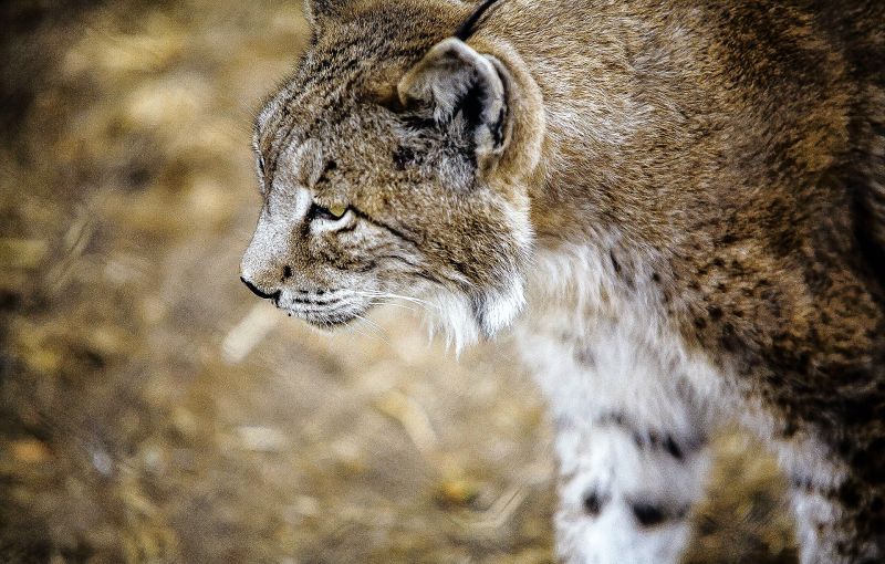 Lince ibérico