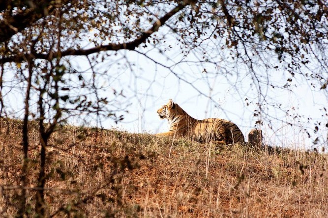 El Tigre de Bengala | Características, hábitat, alimentación