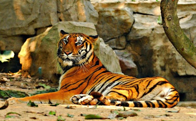 El Tigre de Bengala