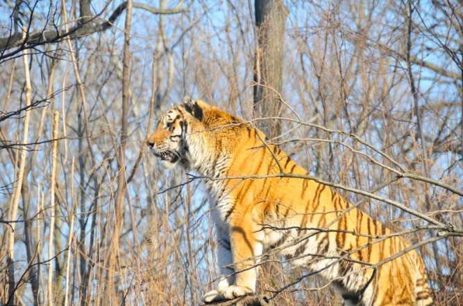 El Tigre de Bengala | Características, hábitat, alimentación