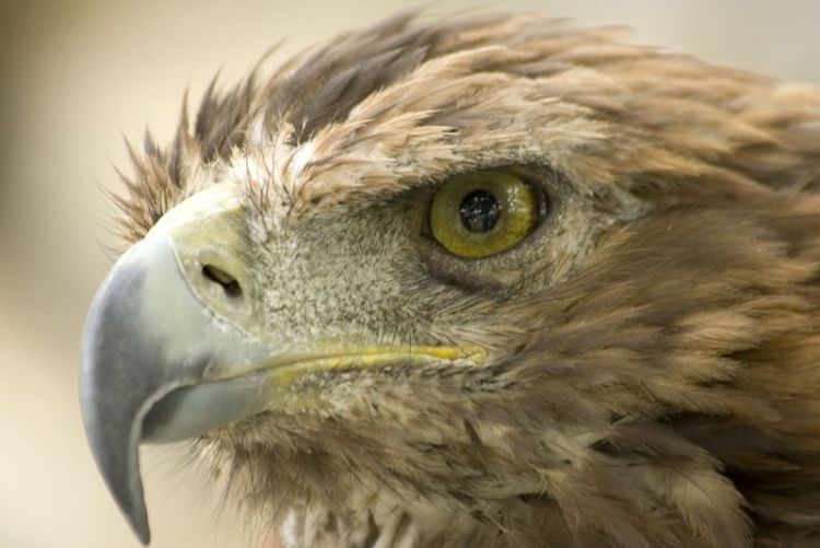 El Águila Real | Características, hábitat, alimentación, peligros