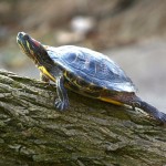 La tortuga de Florida | Características, hábitat, alimentación 2