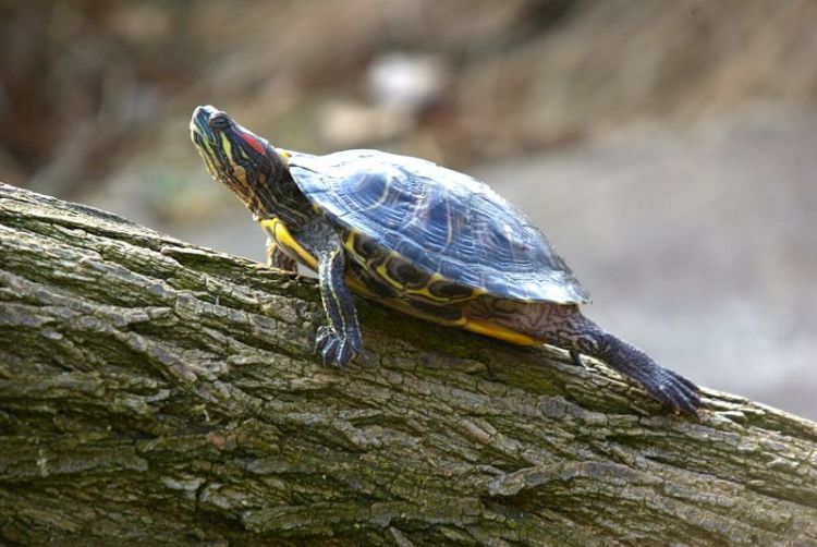 La tortuga de Florida | Características, hábitat, alimentación 2