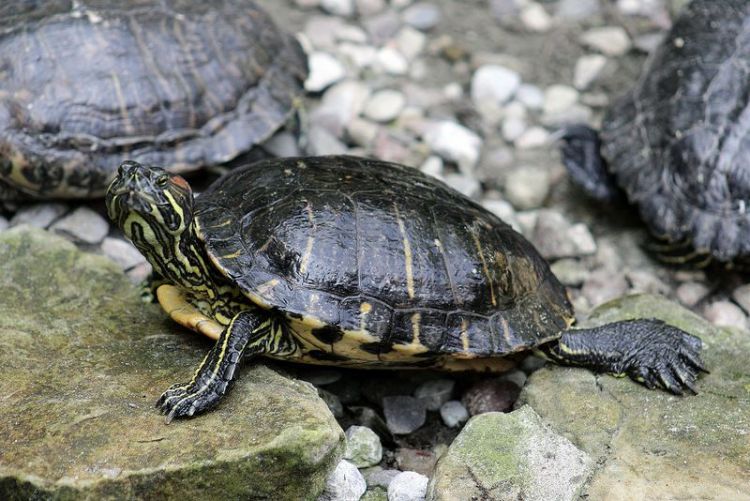 La tortuga de Florida | Características, hábitat, alimentación
