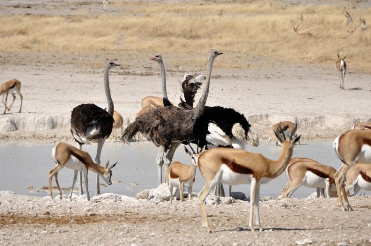 El avestruz, características, hábitat, comportamiento, comercio