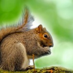 ardilla, caracteristicas, habitat, alimentacion