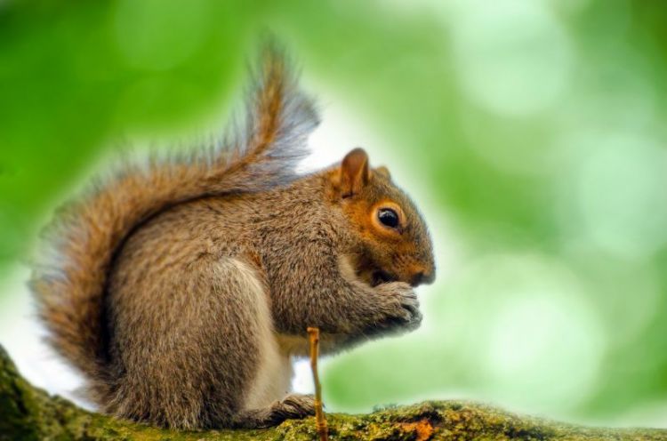 ardilla, caracteristicas, habitat, alimentacion