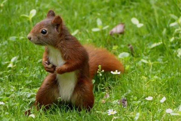 La ardilla | Características, hábitat, qué come, alimentación | Animal | 🐿️