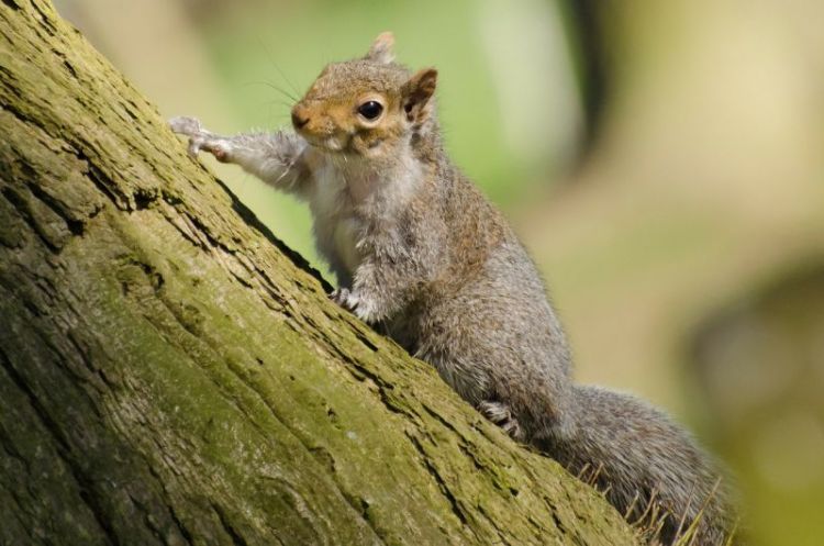 nitrógeno Abrumar Prisión La ardilla | Características, hábitat, qué come, alimentación | Animal | 🐿️