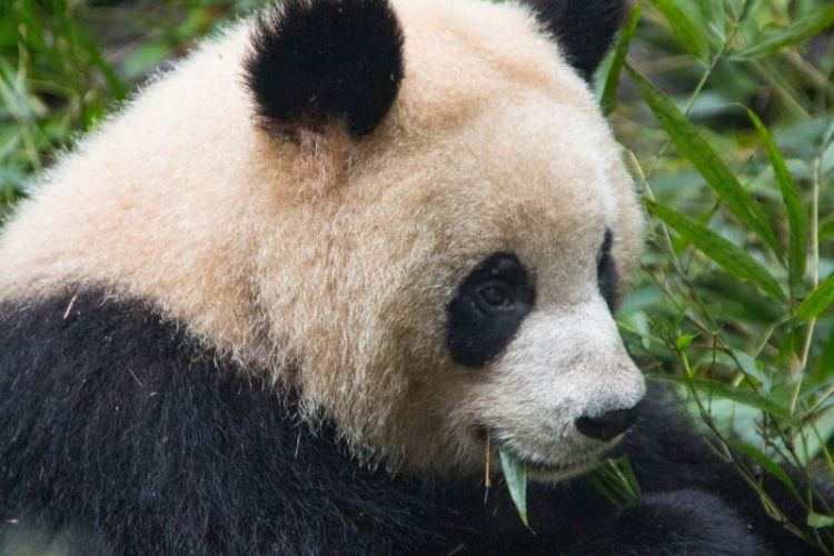 el oso panda