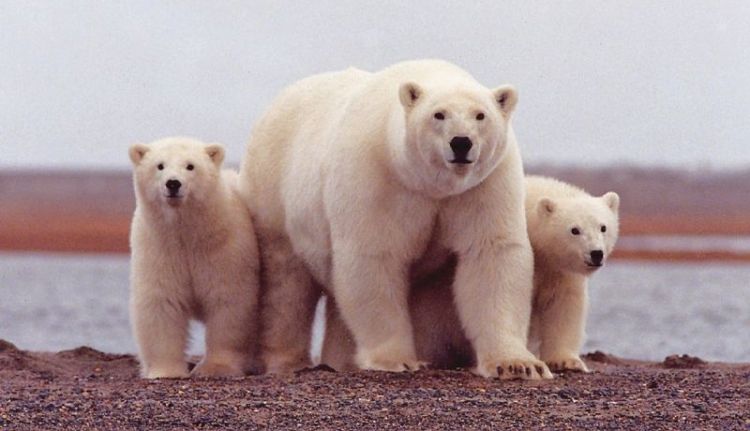 el oso polar