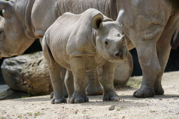el rinoceronte, caraterísticas, qué come, alimentación, hábitat, peligro de extinción
