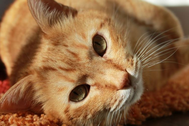 demanda No haga montaje El gato | Características, alimentación, comportamiento