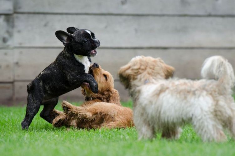 nombres para perros machos