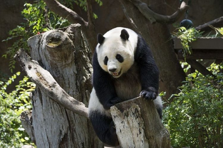 oso panda, características, alimentación, habitat