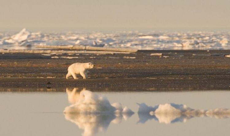 oso polar, características, alimentación, qué come, hábitat