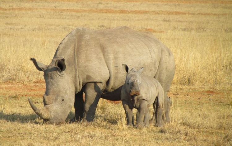 rinoceronte, carateristicas, que come, alimentacion, habitat, peligro de extincion