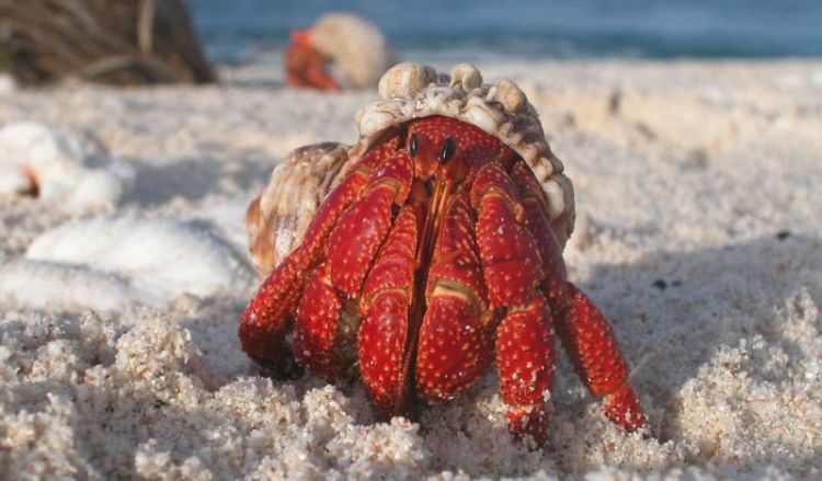 El cangrejo ermitaño, caracteristicas, que come, informacion