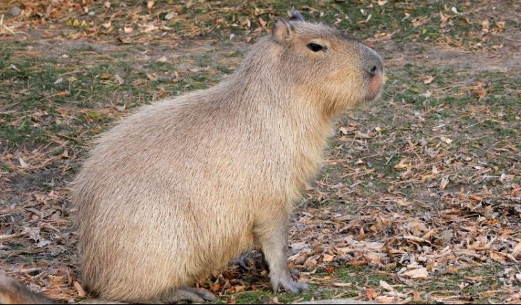 El capibara | Características, hábitat, qué come, mascota