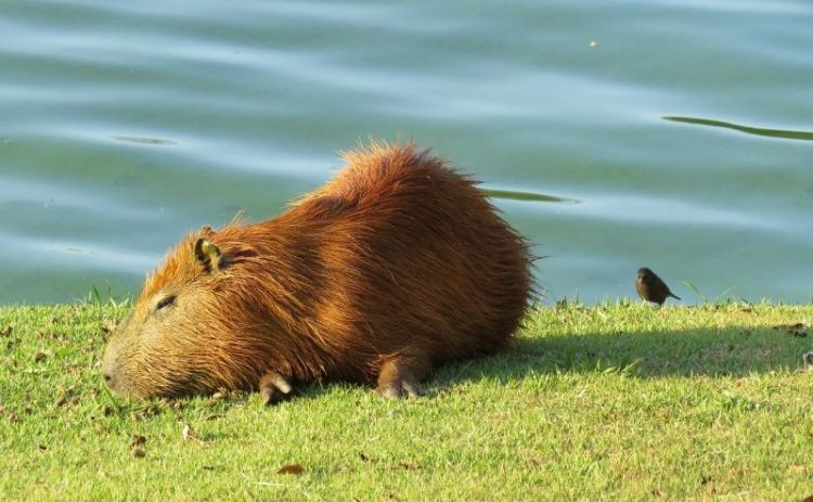 El capibara, características, hábitat, qué come, mascota