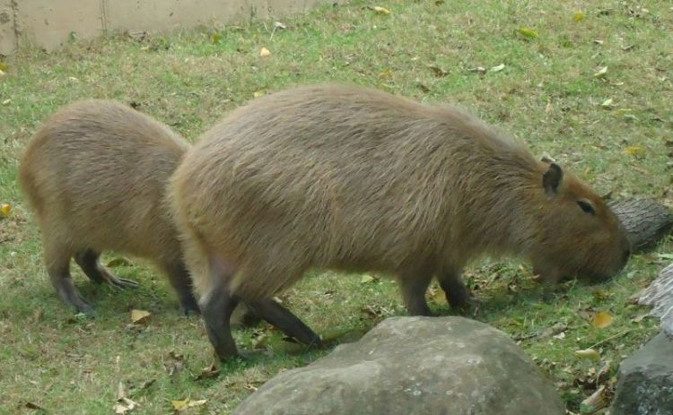 El capibara | Características, hábitat, qué come, mascota