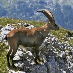 Cabra montesa, características, hábitat, información