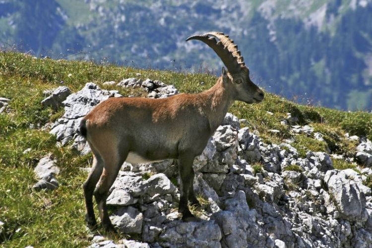 Cabra montesa, características, hábitat, información