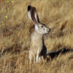 Características de la liebre