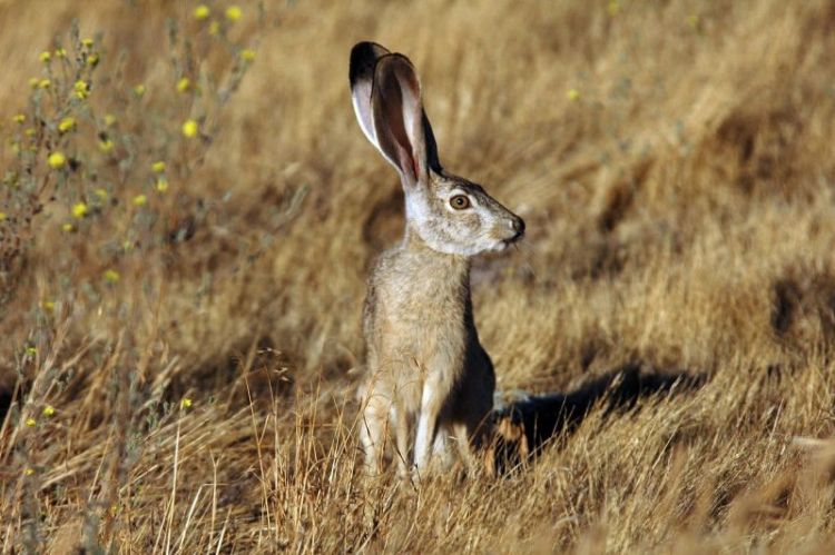 Características de la liebre