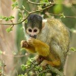 El mono capuchino