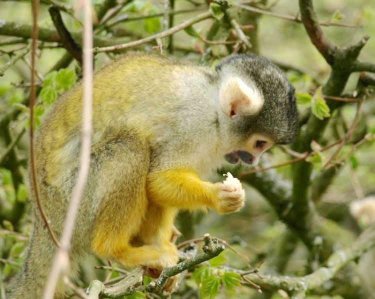 El mono capuchino | Características, hábitat, qué come 2