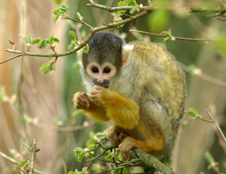El mono capuchino | Características, hábitat, qué come