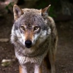 el lobo, características