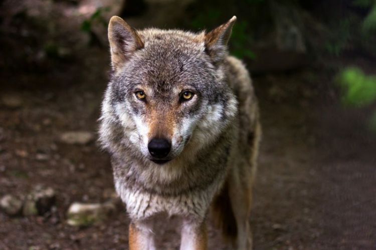 el lobo, características