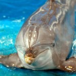 Cómo respiran los delfines y por dónde lo hacen