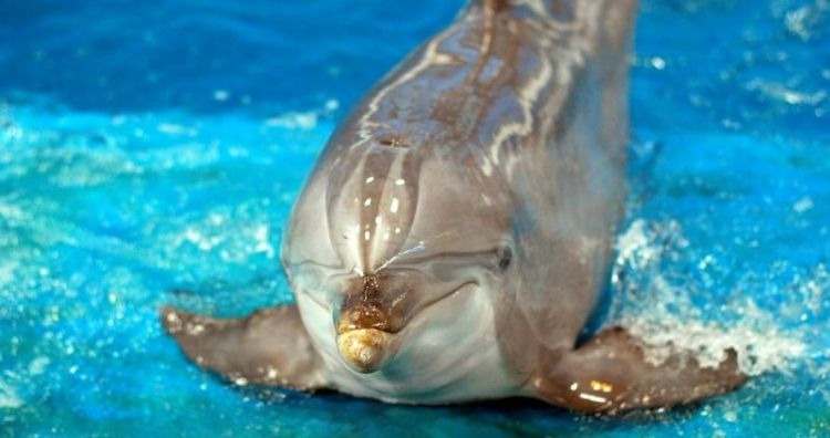 Como respiran los delfines