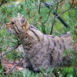 Gato montés, características y hábitat