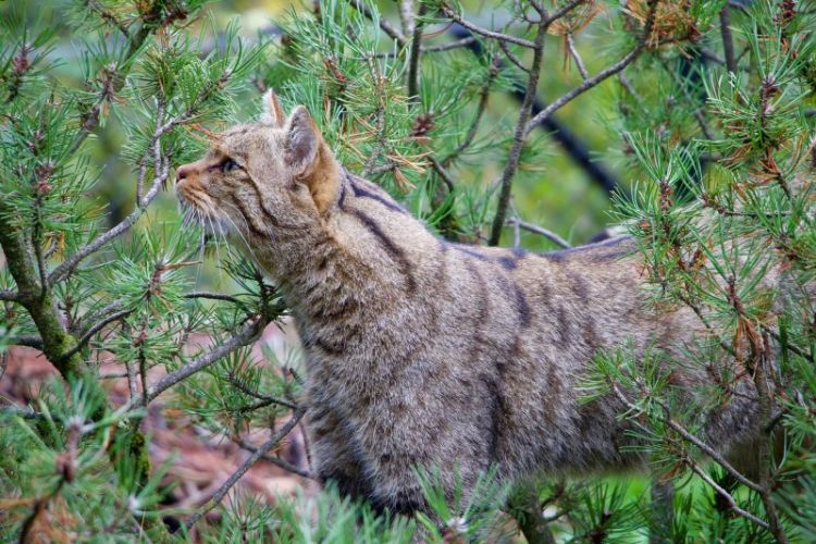 Gato montés, características y hábitat