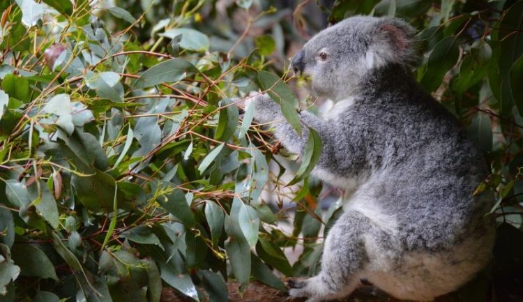 alimentación de los koalas