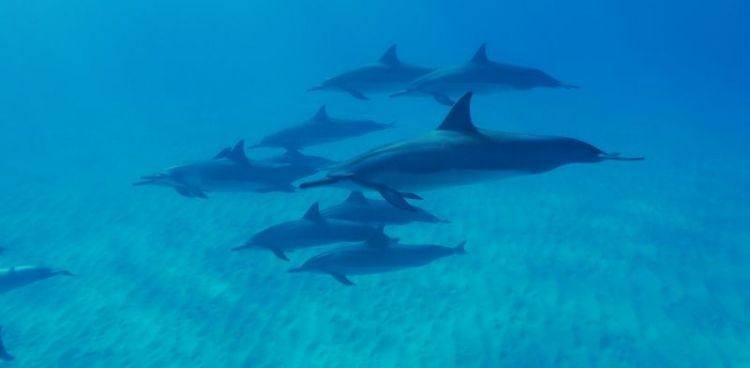 comunicación de los delfines