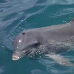 cómo respiran los delfines