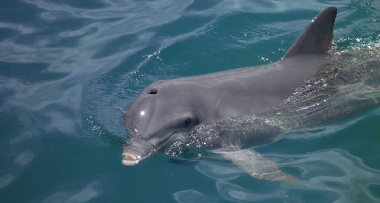 cómo respiran los delfines