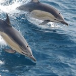 Cómo nacen los delfines y cómo se reproducen