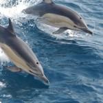 cómo se reproducen los delfines