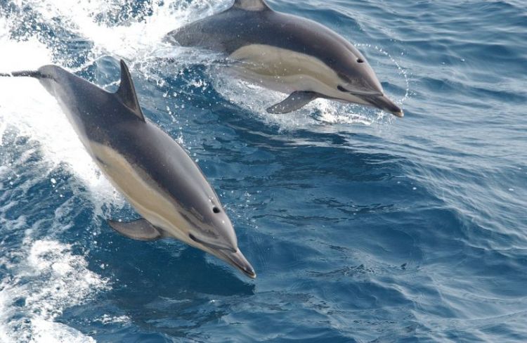 cómo se reproducen los delfines